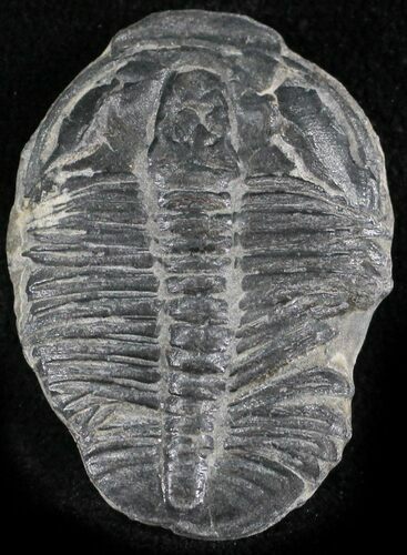Elrathia Trilobite - Wheeler Shale, Utah #24788